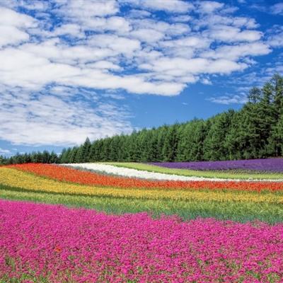 大菠萝福建网站入口