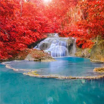 白猫闯关