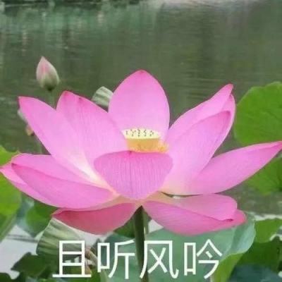 戴斯班克:培根