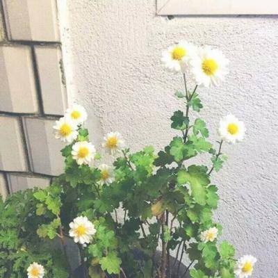 一个人的「心智」怎样才算「成熟」？